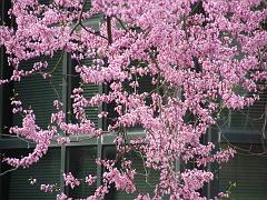 flowers09a (57)
